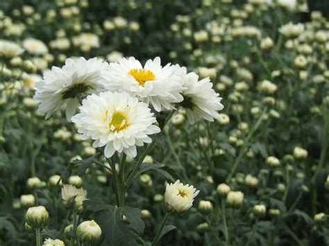 菊科植物有哪些|菊科植物图谱,菊科植物图片大全